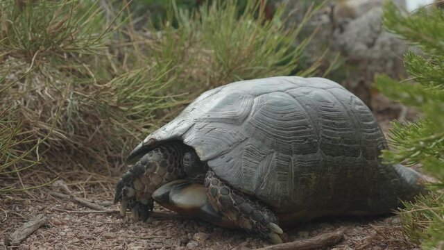 Land Turtle showing head and hiding it. Profile view. Close up of animal turtle. Tortoise movement. Testudo marginata. 4k
