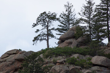 Tree growing out of a natural rock