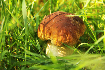 White mushroom in the grass. The mushroom is illuminated by the sun. Nature