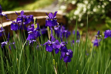 雨上がりのあやめ
