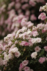 ６月のミニ薔薇