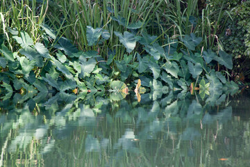 Bushes Reflected in water
