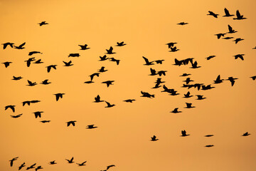 Silhouette of Great cormorants flying at Asker coast in the morning, Bahrain