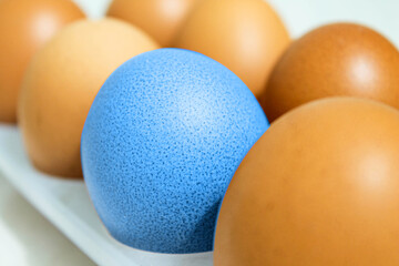 A blue chicken egg among the usual eggs in a tray. 