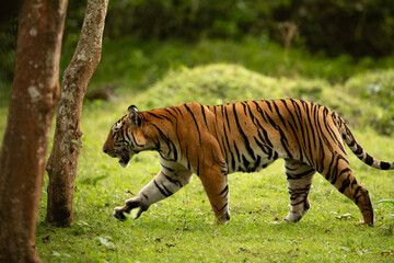 Tiger  moving in lush green forest of Kabini Tiger Reserve, India