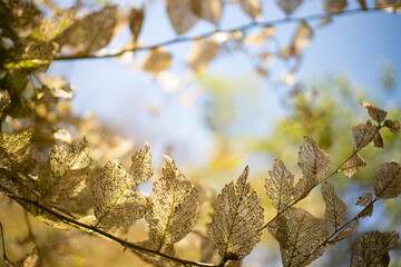 Frame of dried skeleton leaves on brunch on sky background. Tender structure.