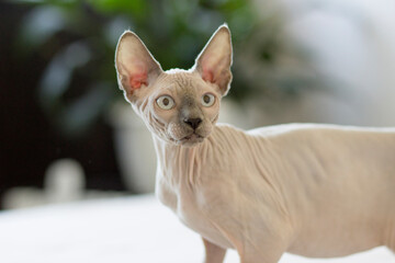 Sphynx cat is in interesting position in his house.