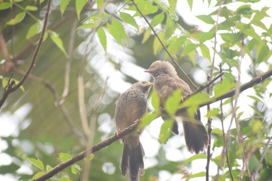Sparrows in Ramance