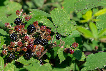 Blackberry bush in a sunny day