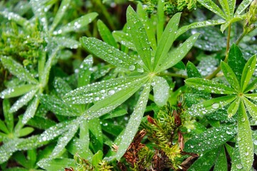 Morning dew on leaves