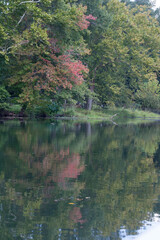 Bushes Reflected in water