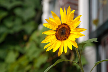 close-up of one sunflower in front of a town house
