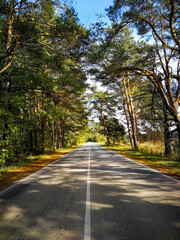 empty deserted asphalt road through the forest, contrasting shadows, sunny day, nature of Russia
