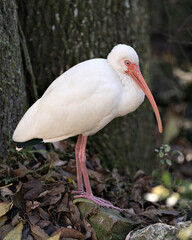 White Ibis stock photos. Close-up profile view standing on a rock with background, displaying  long beak, white plumage, white body, red legs in its environment and surrounding. Image.