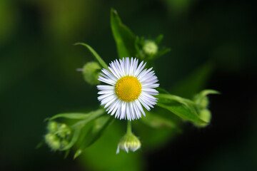Obraz premium A high-angle shot of a daisy fleabane - Stockphoto