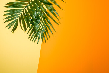 Top view of green tropical leaf on orange background