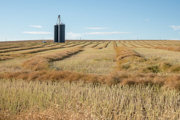 Canola field and grain silo at Carbon, Alberta, Canada