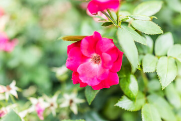 Macro closeup of red magenta pink rosehip rose flower on green bush in summer