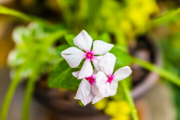 Macro closeup of white vinca flowers with water drops in summer showing detail and texture
