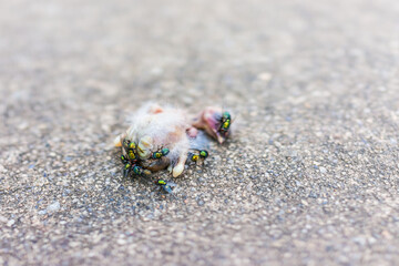 Macro closeup of dead baby sparrow bird chick decomposing with green flies and ants eating it