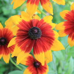 Flower with yellow and orange petals