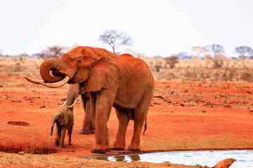 Fototapeta na wymiar National Park Tsavo East in Kenia. Ein Elefantenbulle mit Juntier am Wasserloch, Afrika.