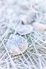 Macro closeup of frost ice crystals on orange autumn leaves, grass in morning on ground