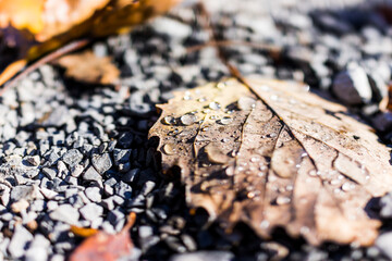 Macro closeup of water dew rain drops on autumn brown leaves on ground with rocks showing bokeh, detail, structure, and texture