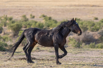 Obraz na płótnie Canvas Wild Horse in the Utah Desert