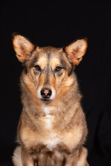 Cute Dog
