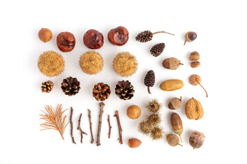 a set for children's crafts made from natural materials, acorns, chestnuts, cones and other forest materials, autumn flat lay