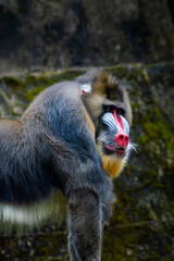 portrait of mandrill staring at the camera 