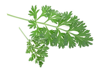 Wormwood branches isolated on a white background. Medicinal wormwood. Artemisia.