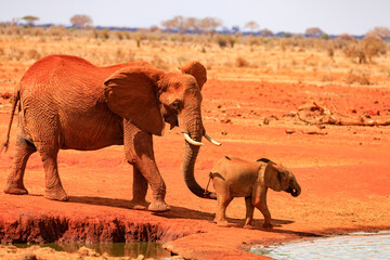 Fototapeta na wymiar Elefanten an einem Wasserloch, Bulle mit Jungtier in Tsavo East, Safari in Kenia.