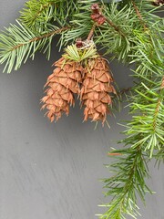 douglas fir cone pine tree christmas