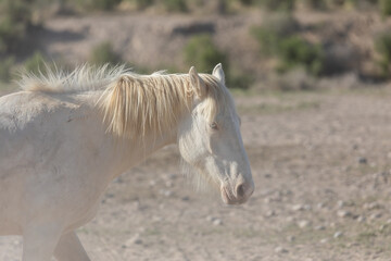 Wild Horse in the Utah Desert
