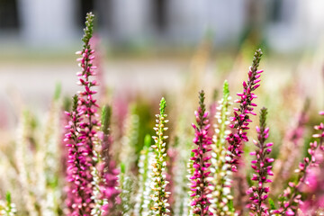 Bokeh blurry background and closeup of red purple white and pink Heather Calluna vulgaris flowers showing detail and texture in Warsaw, Poland in winter