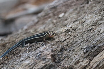 Five Lined Skink