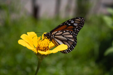 Fototapeta na wymiar Monarch Butterfly Posing On Flower 