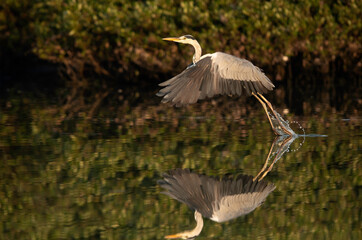 Grey Heron takeoff at Tubli bay with reflection on water, Bahrain
