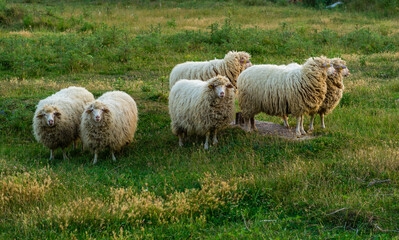 sheeps in a meadow