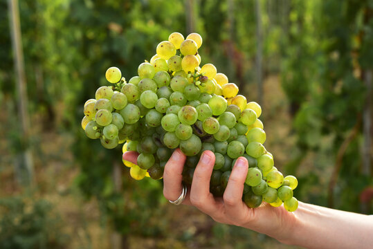 Cutted mature white grape hold by woman hand with grapevines on the background.