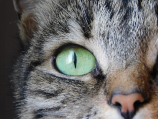 portrait of a cat
