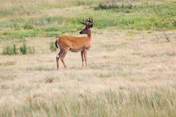 Naklejka na ściany i meble Deer outdoors in a field of grass