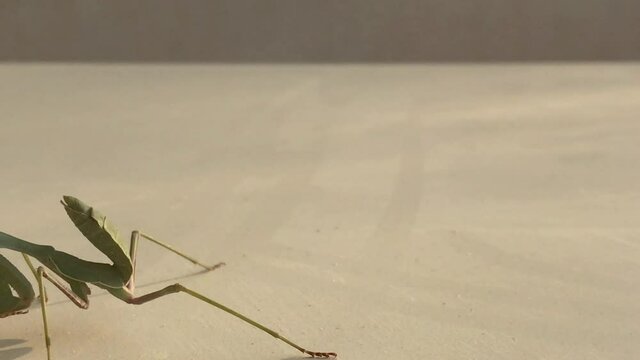 Very big mantis green on a table outside of home