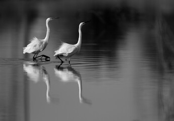 A pair of Intermediate Egrets moving in one direction at Asker Marsh, Bahrain