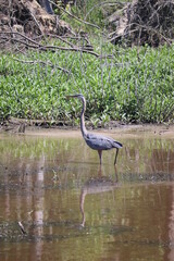 great heron in the swamp