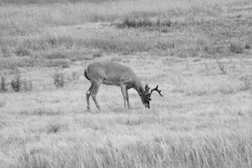 Obraz na płótnie Canvas Deer Grazing in a field