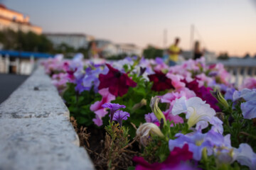 Multicolored petunias close-up on a blurry city background. Flower bed in selective focus. Soft sunset light. Landscape gardening. Small depth of field and soft focus. Light lilac and pink shades.