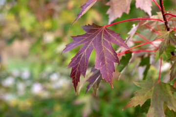 Red fall leaf